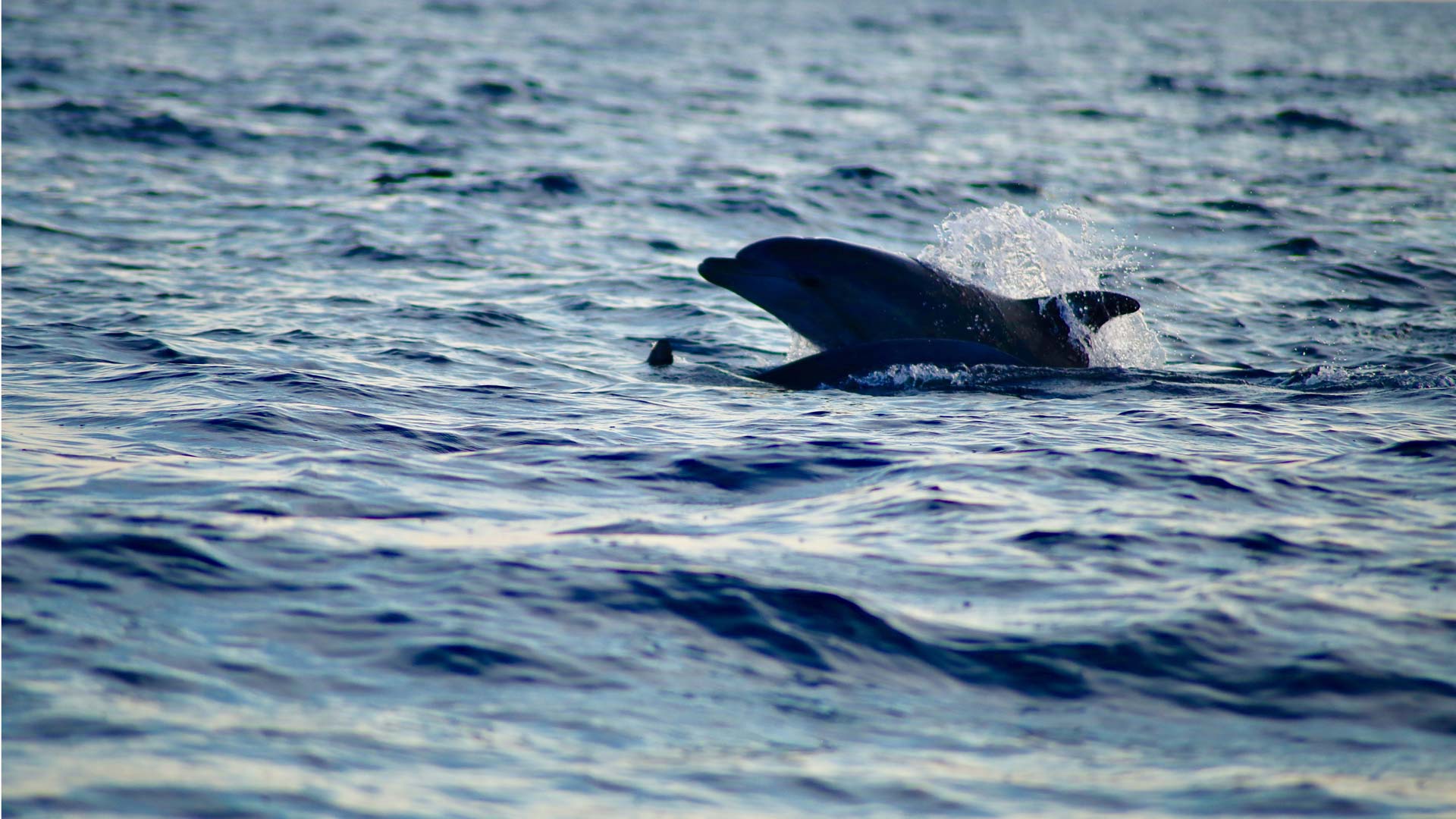 Aquarius dolphins safari